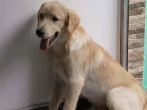 Cachorro raça Labrador idade 2 a 6 meses nome Luck