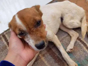 Cachorro raça Vira-lata idade 2 a 6 meses nome Sem nome