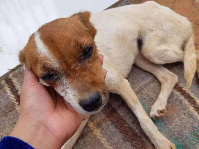 Cachorro ra a Vira-lata idade 2 a 6 meses nome Sem nome