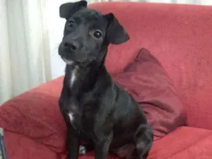 Cachorro raça SRD idade 2 a 6 meses nome Teka