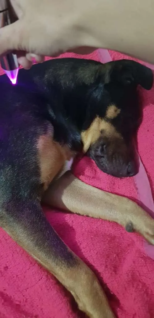 Cachorro ra a SRD-ViraLata idade 1 ano nome bob