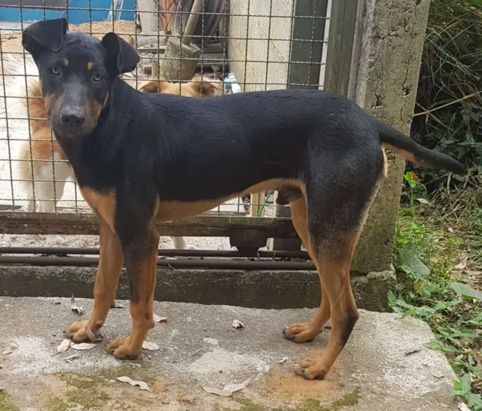 Cachorro ra a SRD-ViraLata idade 1 ano nome bob