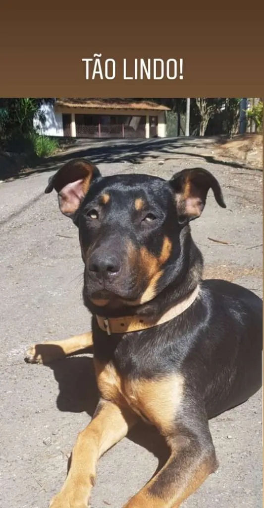 Cachorro ra a SRD-ViraLata idade 1 ano nome bob