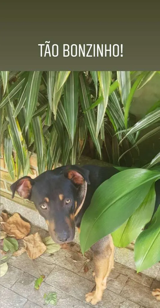 Cachorro ra a SRD-ViraLata idade 1 ano nome bob