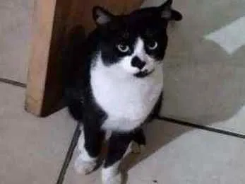 Gato ra a srd idade 1 ano nome Chiclete