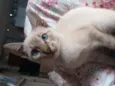 Mini Félix