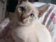 Mini Félix