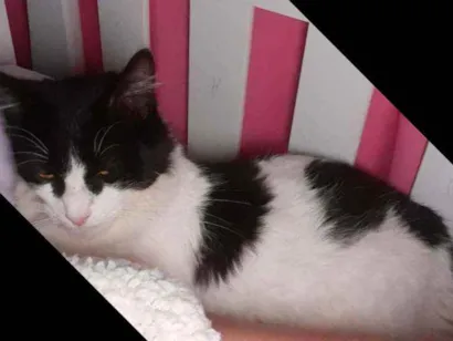 Gato raça Srd idade 7 a 11 meses nome Frajola