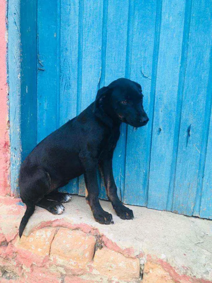 Cachorro ra a SRD idade 2 a 6 meses nome Meg 