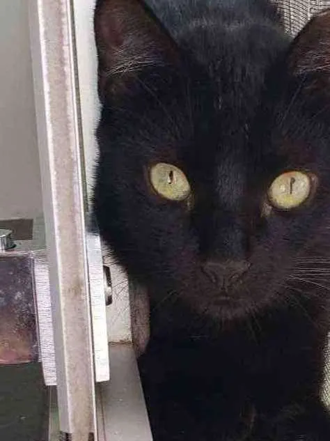 Gato ra a SRD idade 1 ano nome Brownie