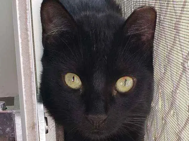 Gato ra a SRD idade 1 ano nome Brownie