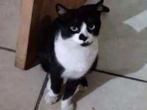 Gato raça srd idade 1 ano nome Chiclete