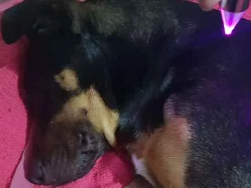 Cachorro ra a SRD-ViraLata idade 1 ano nome bob