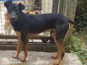 Cachorro raça SRD-ViraLata idade 1 ano nome bob