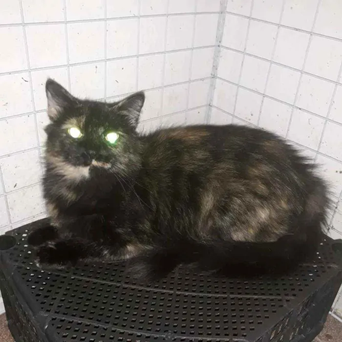 Gato ra a Srd idade  nome Moana