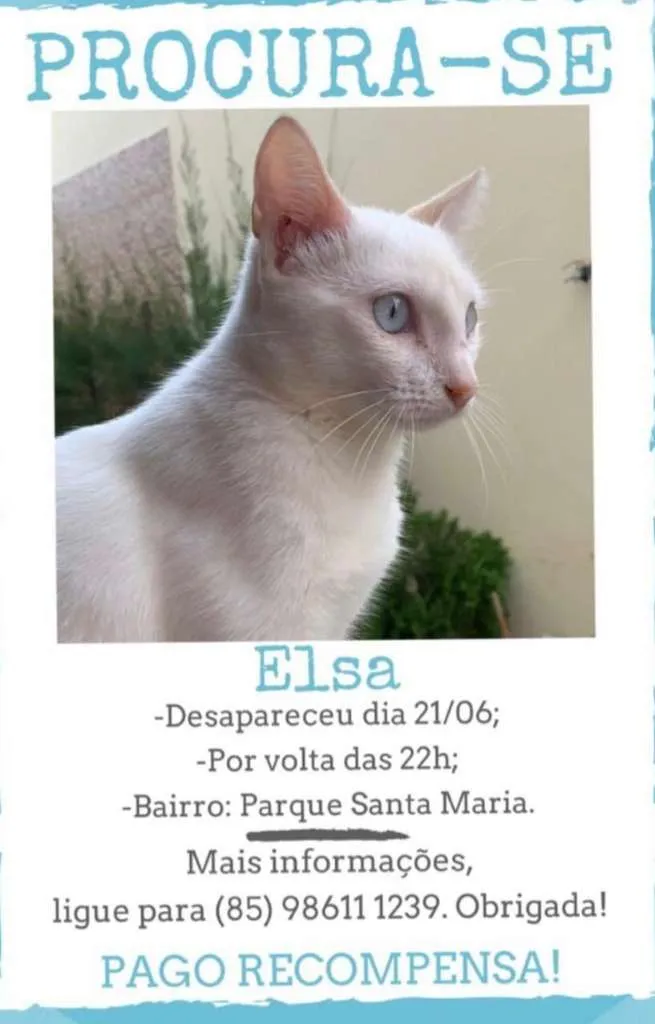 Gato ra a  idade 2 a 6 meses nome elsa