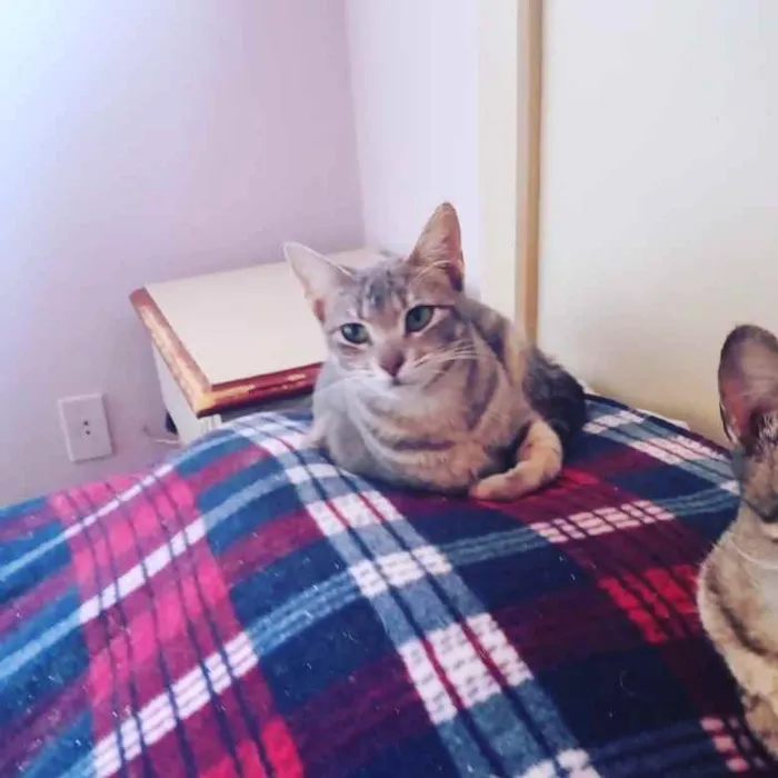 Gato raça SRD idade 2 a 6 meses nome Gatinha Ana