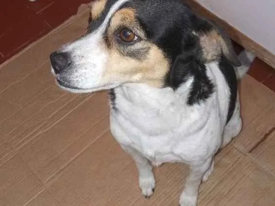 Cachorro ra a SRD idade 7 a 11 meses nome Nina 