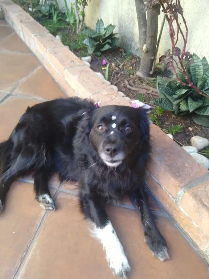 Cachorro ra a mix idade  nome JADE