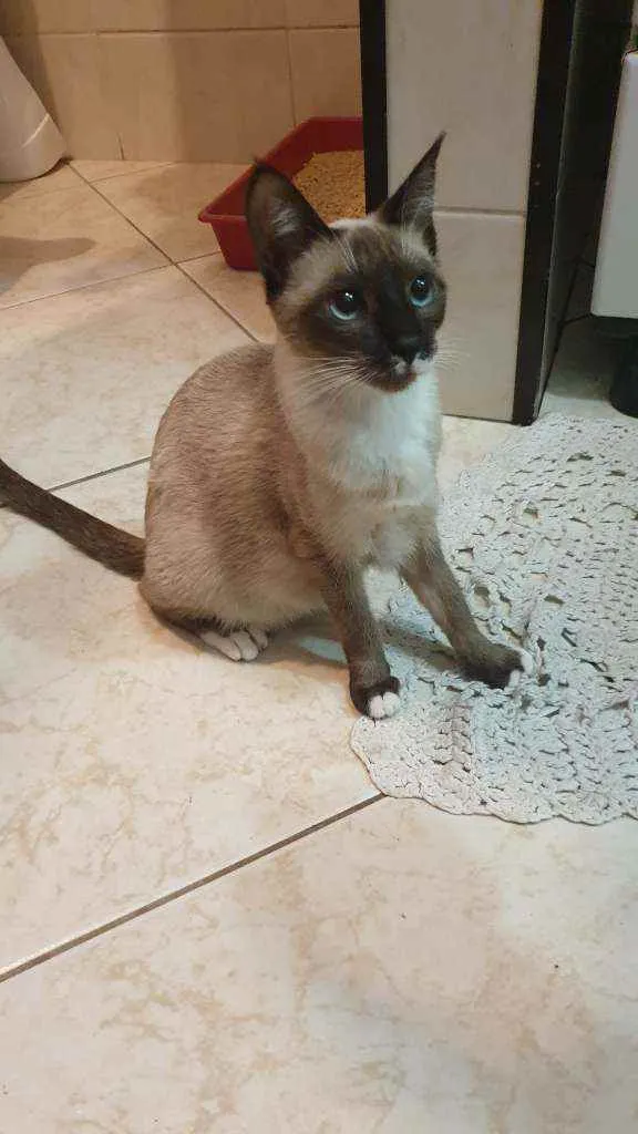 Gato ra a misto idade Abaixo de 2 meses nome Filhotes 