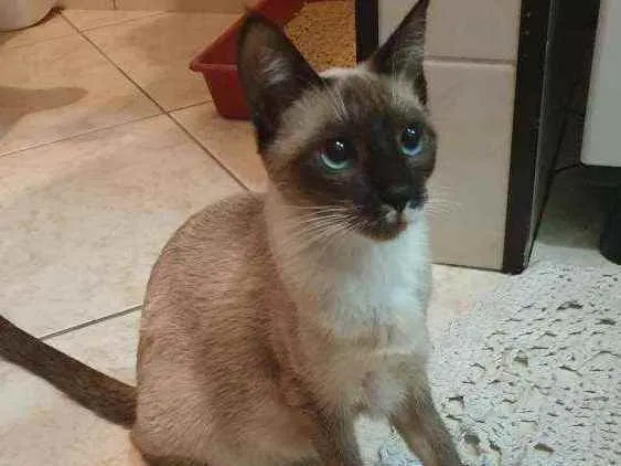 Gato ra a misto idade Abaixo de 2 meses nome Filhotes 