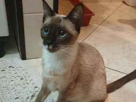 Gato ra a misto idade Abaixo de 2 meses nome Filhotes 