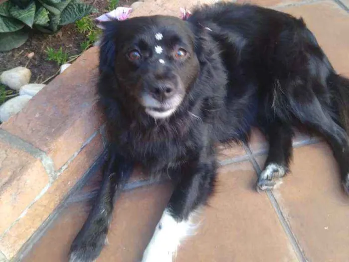 Cachorro ra a mix idade  nome Jad