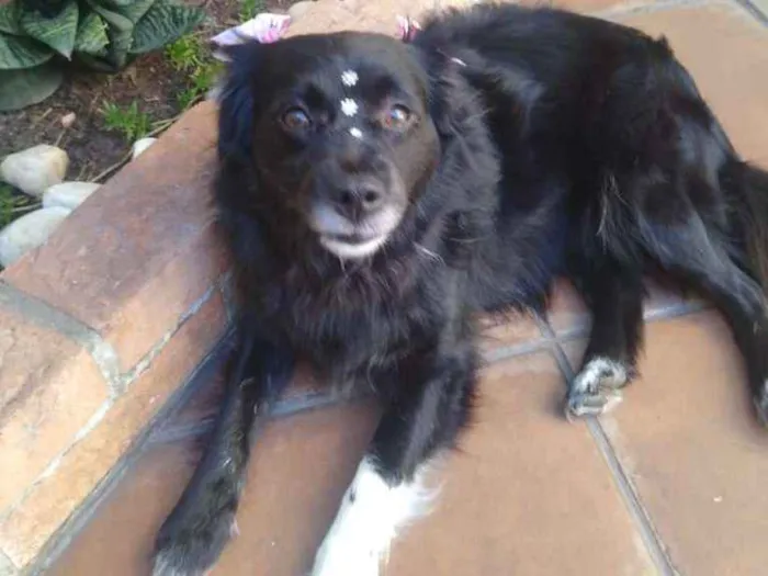Cachorro ra a mix idade  nome JADE