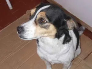 Cachorro raça SRD idade 7 a 11 meses nome Nina 