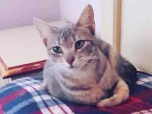 Gato raça SRD idade 2 a 6 meses nome Gatinha Ana