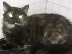 Gato raça Srd idade  nome Moana