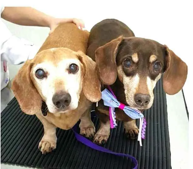 Cachorro ra a Dachshund  idade 6 ou mais anos nome Toddy e Lilly 