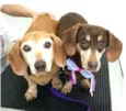 Toddy e Lilly