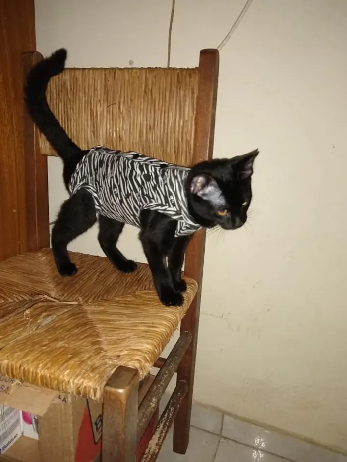 Gato ra a SRd idade 2 a 6 meses nome Patricia