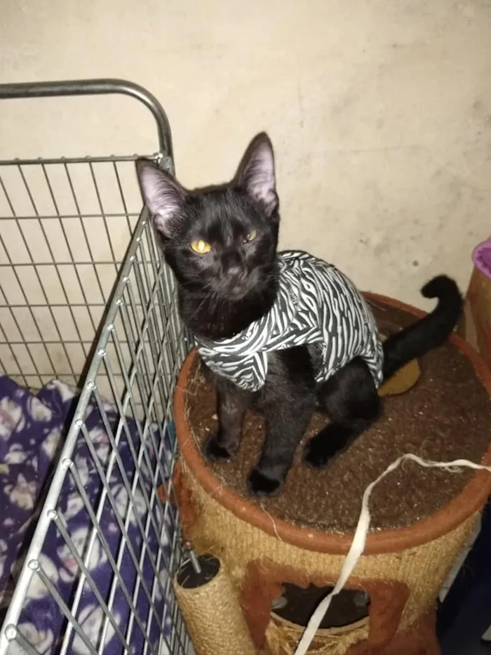 Gato ra a SRd idade 2 a 6 meses nome Patricia