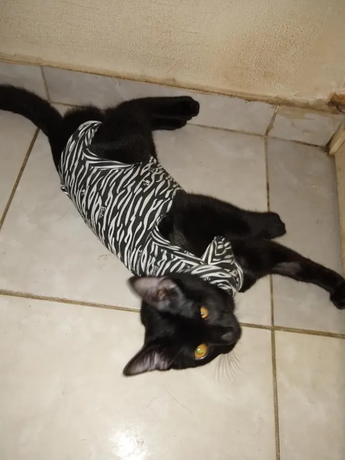 Gato ra a SRd idade 2 a 6 meses nome Patricia