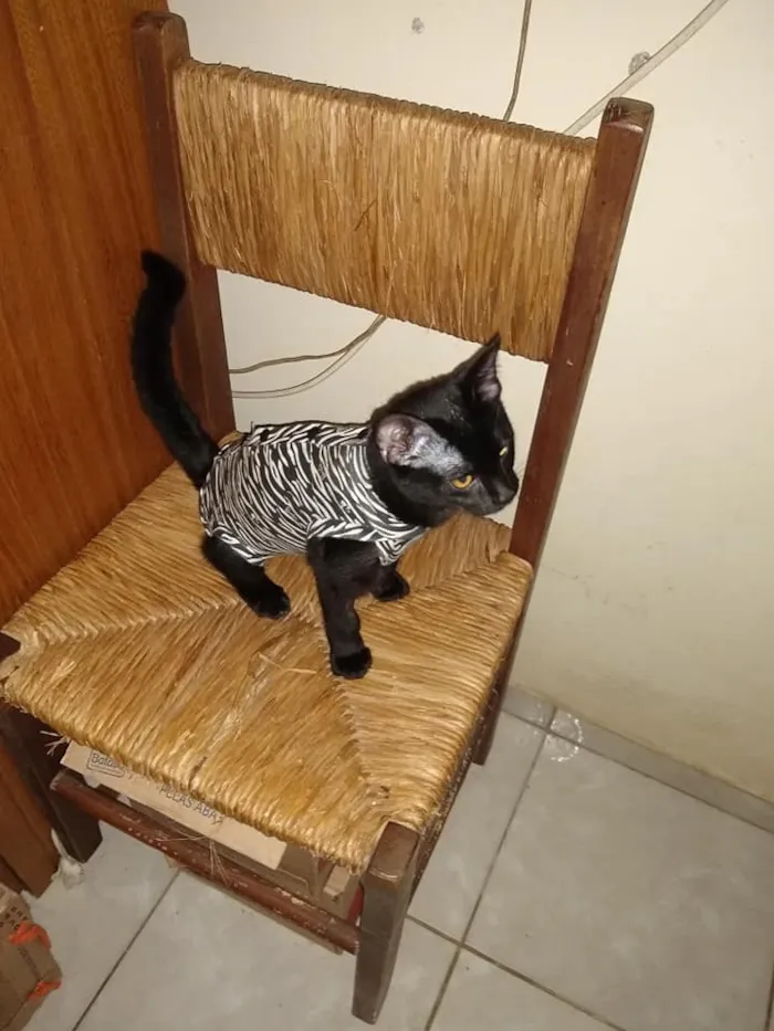 Gato ra a SRd idade 2 a 6 meses nome Patricia
