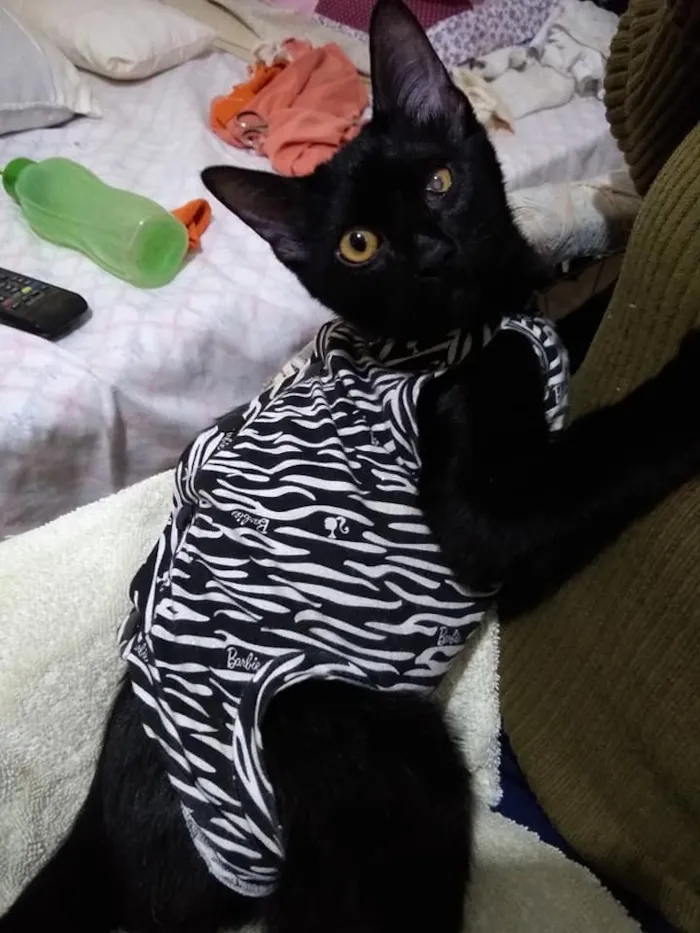 Gato ra a SRd idade 2 a 6 meses nome Patricia