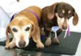 Toddy e Lilly