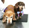 Toddy e Lilly