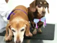 Toddy e Lilly