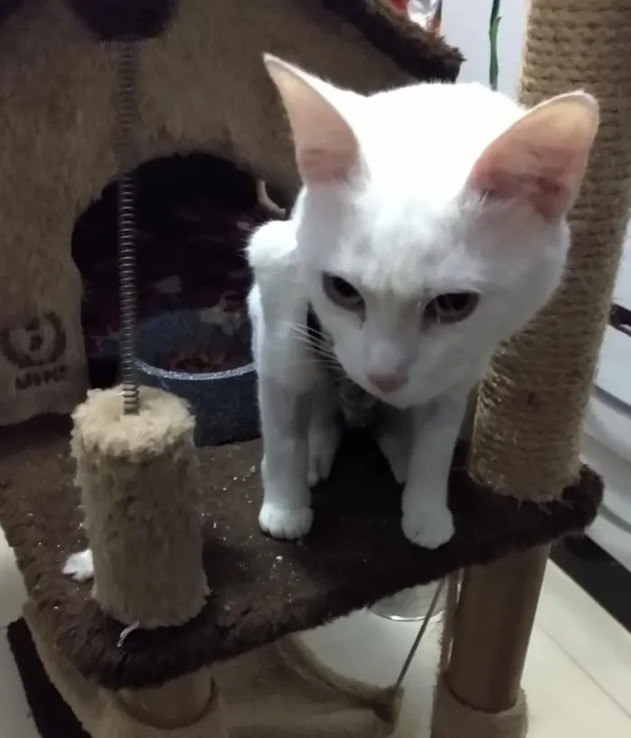 Gato ra a SRD idade 2 a 6 meses nome Brigitte