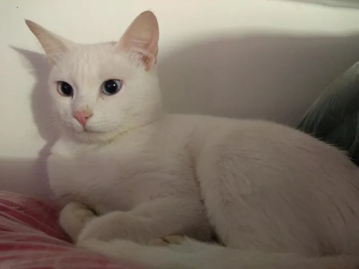 Gato ra a SRD idade 2 a 6 meses nome Brigitte
