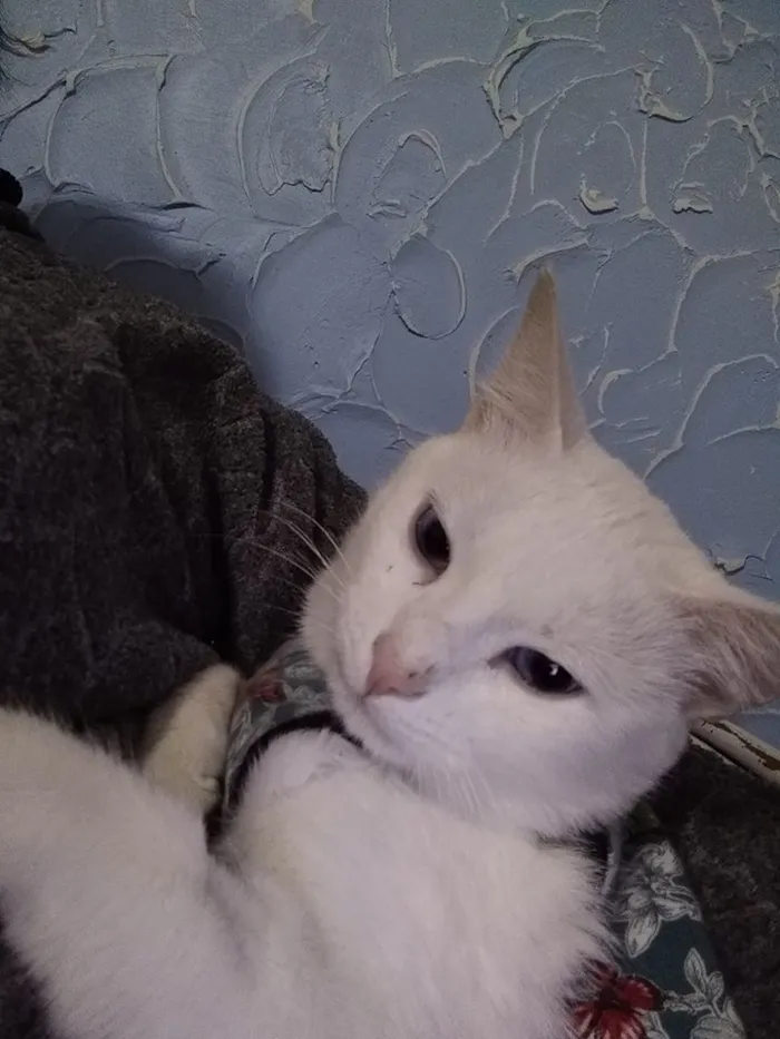 Gato ra a SRD idade 2 a 6 meses nome Brigitte