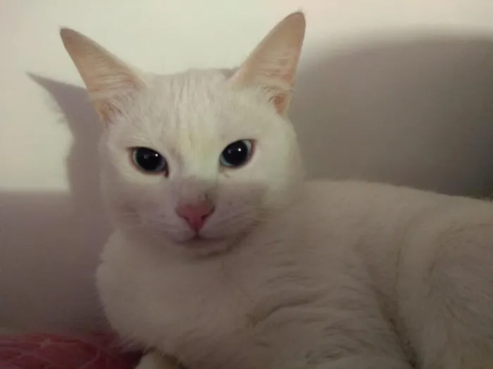Gato ra a SRD idade 2 a 6 meses nome Brigitte