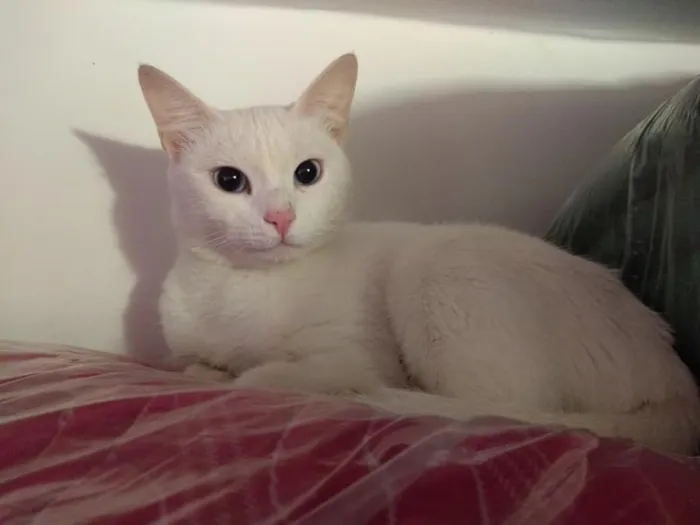 Gato ra a SRD idade 2 a 6 meses nome Brigitte
