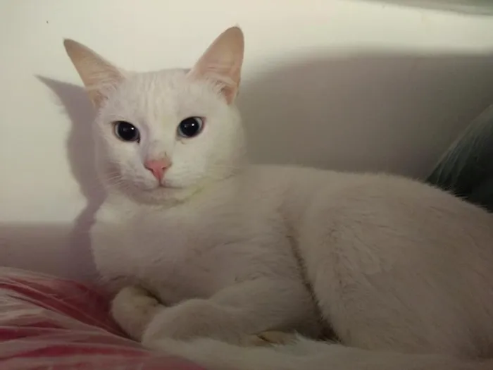 Gato ra a SRD idade 2 a 6 meses nome Brigitte