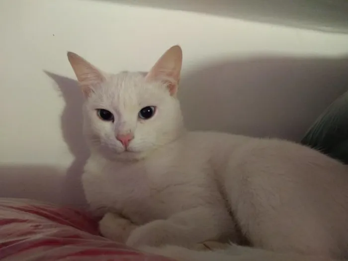 Gato ra a SRD idade 2 a 6 meses nome Brigitte