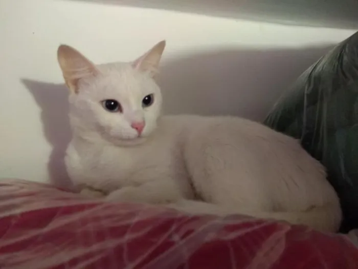Gato ra a SRD idade 2 a 6 meses nome Brigitte