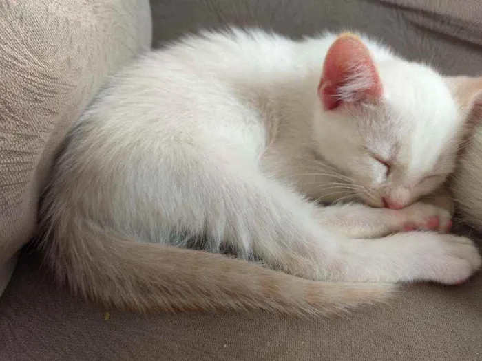 Gato ra a  idade Abaixo de 2 meses nome Sem nome